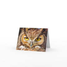 Eule Kopf - Augen (Großes Hornhuhn)