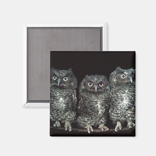 Eule Magnet (Vorderseite/Rückseite)