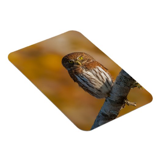 Eule Magnet (Rechte Seite)