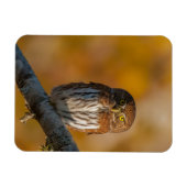 Eule Magnet (Horizontal)