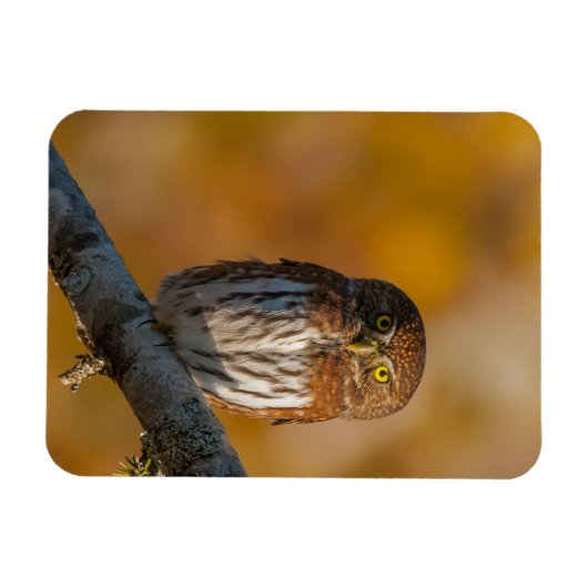 Eule Magnet (Horizontal)