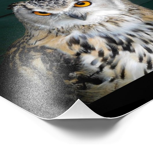 Eule mit Haltung Fotodruck (Ecke)