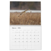 Eule mit kurzem Ohr 2026 Kalender (Feb 2026)