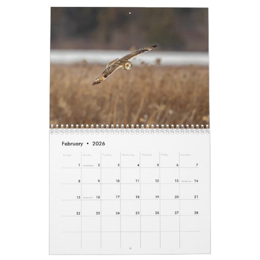 Eule mit kurzem Ohr 2026 Kalender (Feb 2026)