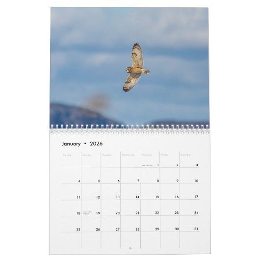 Eule mit kurzem Ohr 2026 Kalender (Jan 2026)