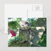Eule mit Rose Postkarte (Vorne/Hinten)