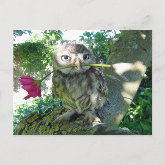 Eule mit Rose Postkarte (Vorderseite)