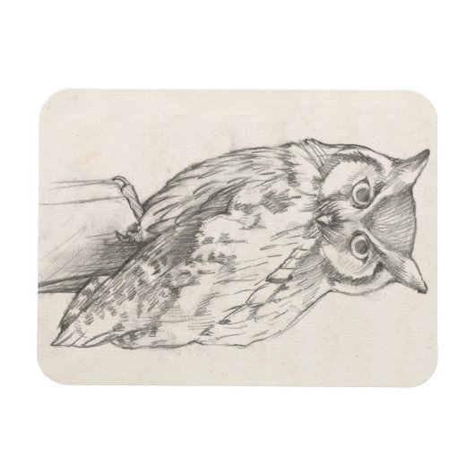 Eule-Portrait - Skizze Magnet (Horizontal)