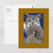 eule postkarte (Vorne/Hinten)