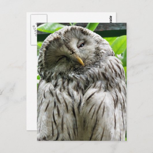 EULE POSTKARTE (Vorne/Hinten)