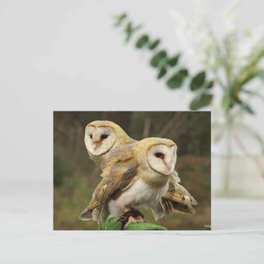Eule Postkarte (Stehend Vorderseite)