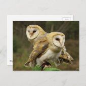 Eule Postkarte (Vorne/Hinten)
