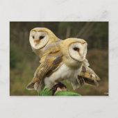 Eule Postkarte (Vorderseite)