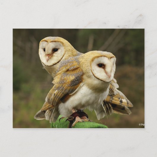 Eule Postkarte (Vorderseite)