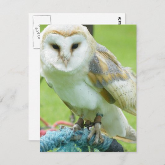 Eule Postkarte (Vorne/Hinten)