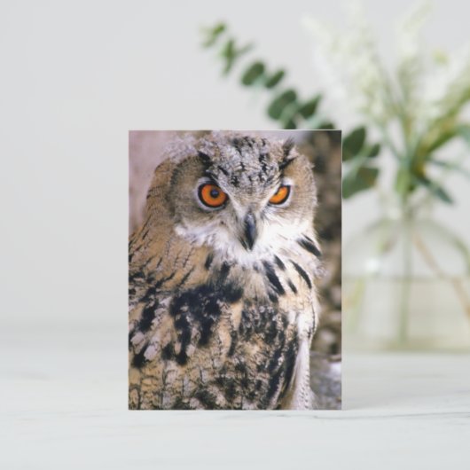 eule postkarte (Stehend Vorderseite)