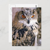 eule postkarte (Vorne/Hinten)