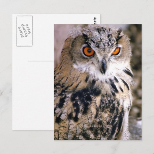 eule postkarte (Vorne/Hinten)