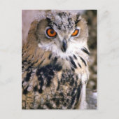 eule postkarte (Vorderseite)