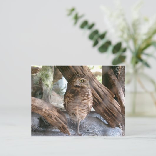 Eule Postkarte (Stehend Vorderseite)