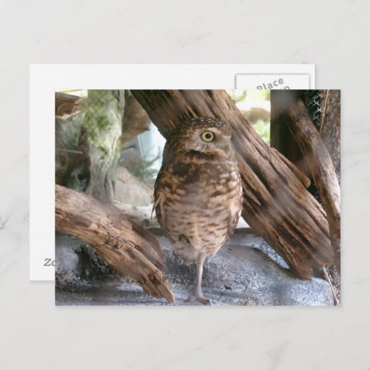Eule Postkarte (Vorne/Hinten)