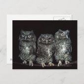 Eule Postkarte (Vorne/Hinten)