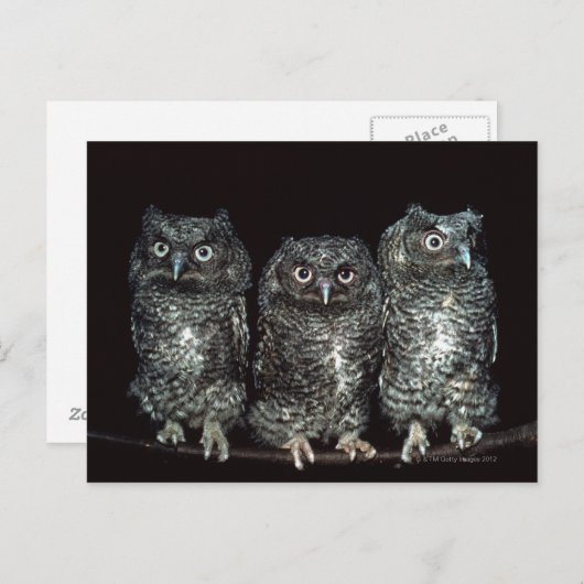 Eule Postkarte (Vorne/Hinten)