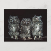 Eule Postkarte (Vorderseite)