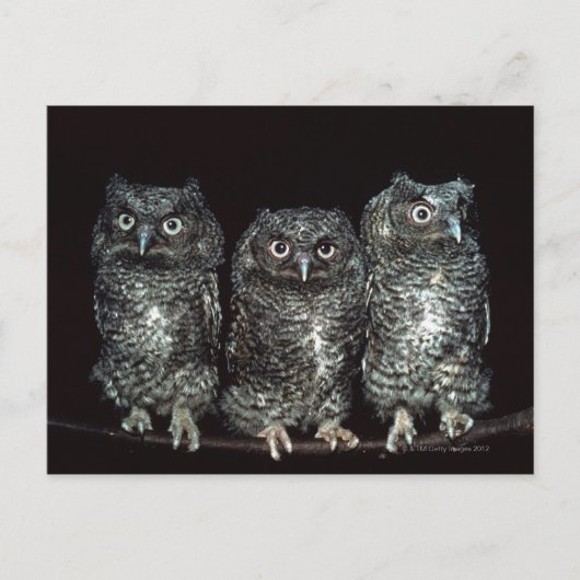 Eule Postkarte (Vorderseite)