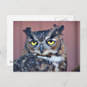 Eule Postkarte (Vorne/Hinten)