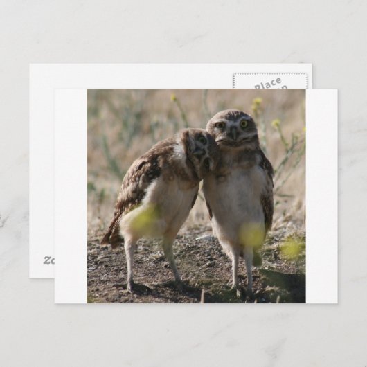 Eule Postkarte (Vorne/Hinten)