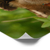 Eule Print/Poster Poster (Ecke)