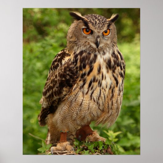 Eule Print/Poster Poster (Vorne)