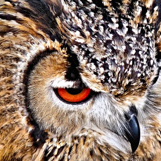 EULE RUNDES KISSEN (A photographic design of a beautiful eagle-owl.)