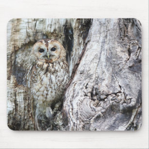 Eule, Tarnung, wild lebende Tiere Mousepad