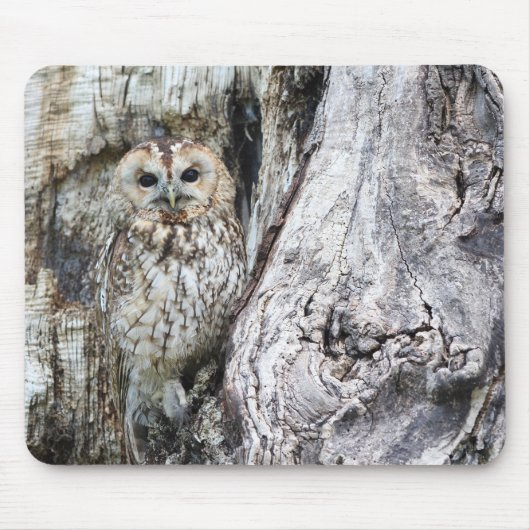 Eule, Tarnung, wild lebende Tiere Mousepad (Vorne)