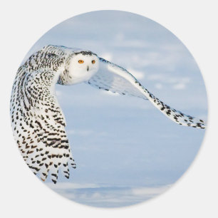 Eule Tier Vogel Winter Schnee Gefroren Eis Kalt Runder Aufkleber
