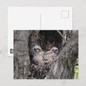 Eule und Kuchen Postkarte (Vorne/Hinten)
