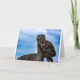 Eule Vogel Federn Tier Natur Schicksal Frieden Lie Dankeskarte