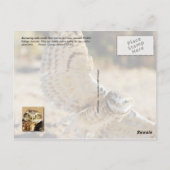 Eulen, Arizona Postkarte (Rückseite)