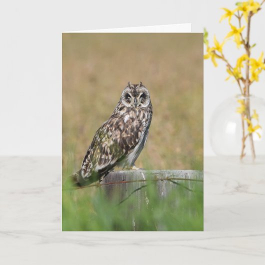 Eulen-Aufstellung Karte (Gelbe Blume)