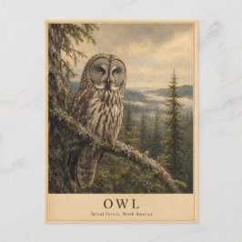 Eulen Borealwald VINTAGE Postkarte Eine Eule beob