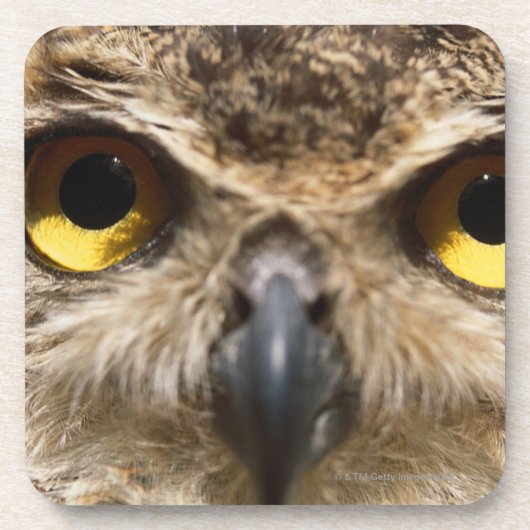 Eulen-Nahaufnahme Getränkeuntersetzer (Vorderseite)