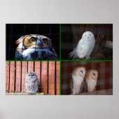 Eulen Poster (Vorne)