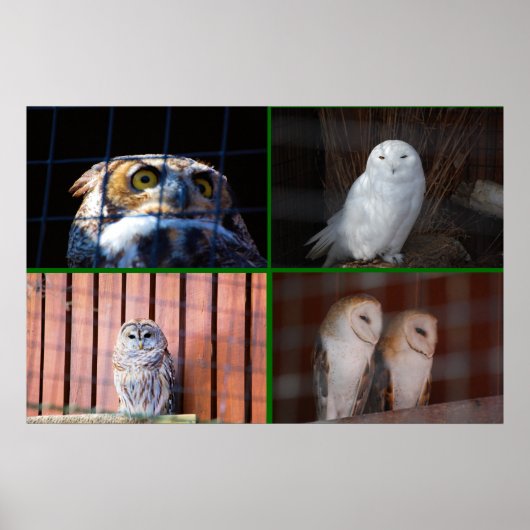 Eulen Poster (Vorne)