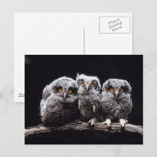 Eulen Postkarte (Vorne/Hinten)