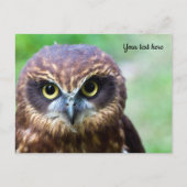 Eulen-Postkarte Postkarte (Vorderseite)