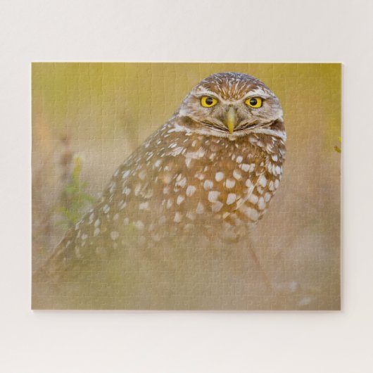 Eulen - Raubvögel. Puzzle (Horizontal)