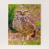 Eulen - Raubvögel. Puzzle (Vertikal)