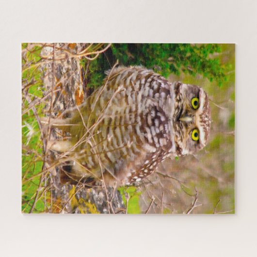 Eulen - Raubvögel. Puzzle (Horizontal)